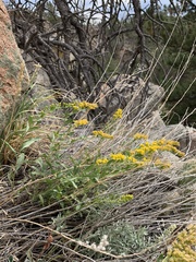 Solidago velutina sparsiflora