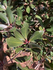 Ternstroemia gymnanthera