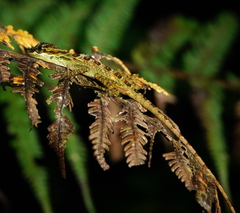 Anolis dracula