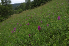 Anacamptis pyramidalis