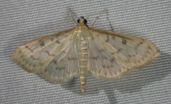 Herpetogramma