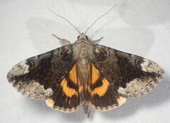 Catocala micronympha