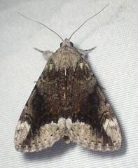 Catocala micronympha