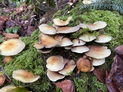 Hypholoma capnoides