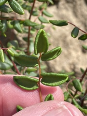 Pellaea andromedifolia pubescens