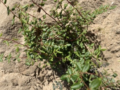 Pellaea andromedifolia pubescens