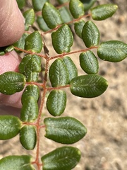 Pellaea andromedifolia pubescens
