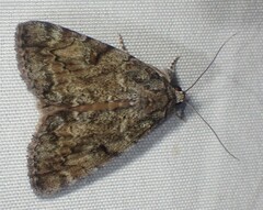 Catocala micronympha