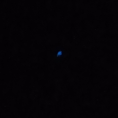 Noctiluca scintillans