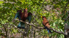 Eurystomus glaucurus