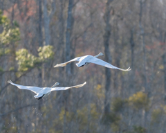 Cygnus columbianus columbianus