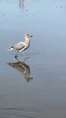 Larus glaucescens × occidentalis