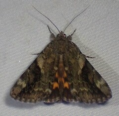 Catocala micronympha