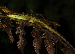 Anolis dracula