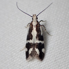 Chionodes sistrella