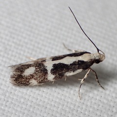 Chionodes sistrella