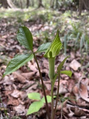 Arisaema acuminatum