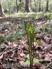 Arisaema acuminatum