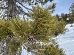 Pinus contorta