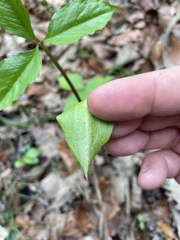 Arisaema acuminatum