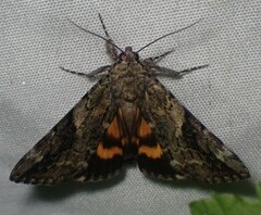 Catocala micronympha