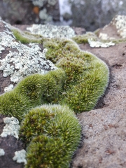 Grimmia pulvinata