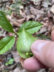 Arisaema acuminatum