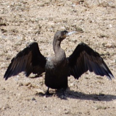 Nannopterum brasilianum