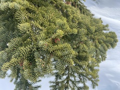 Abies magnifica