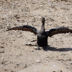 Nannopterum brasilianum