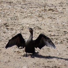 Nannopterum brasilianum