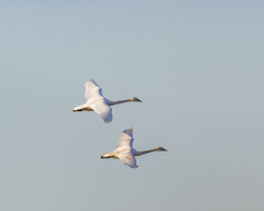 Cygnus columbianus columbianus