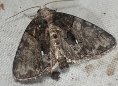 Chytonix palliatricula