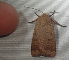 Abagrotis