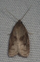 Platynota exasperatana