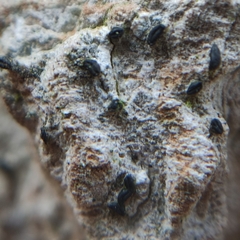 Pseudoschismatomma rufescens