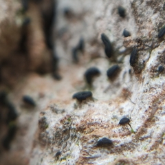 Pseudoschismatomma rufescens