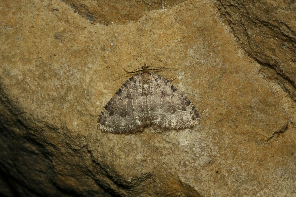 Tissue