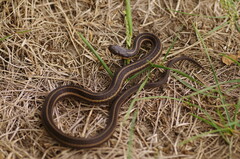 Thamnophis butleri