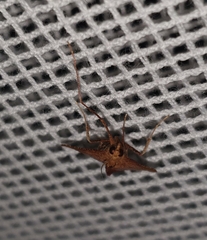 Endotricha pyrosalis