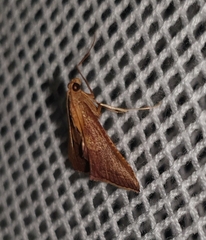 Endotricha pyrosalis