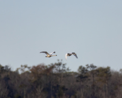 Cygnus columbianus columbianus