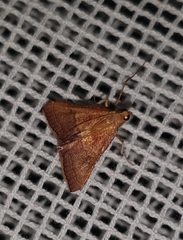 Endotricha pyrosalis