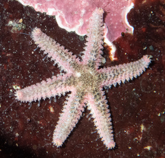 Leptasterias hexactis