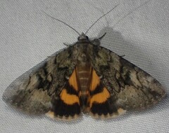 Catocala micronympha