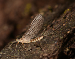 Leptophlebiidae
