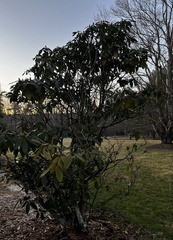 Rhododendron ponticum