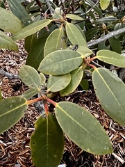 Rhododendron ponticum