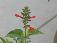 Salvia coccinea