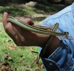 Thamnophis pulchrilatus